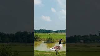 swan and duck whistled ADMtv #shorts #swan #duck #viral #trending