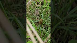 They Love Elms and so Should You 🫵 #morels #morel #foraging