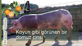 Domuzlar arasında yeni bir görünüm: koyun gibi görünen bir domuz cinsi - açıklama