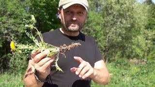 Dandelion - Coffee and -Edible Roots!