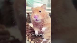 Cute hamster 🐹