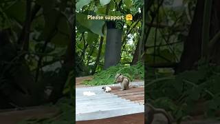 squirrel 🐿️ eating food 🌾🌾