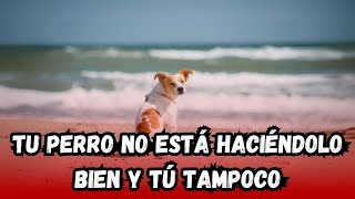 Tu perro no lo está haciendo bien y tú tampoco.