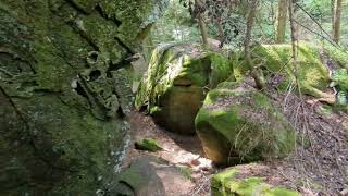 Trees Growing on Boulders at Beautiful Dismals Canyon Alabama