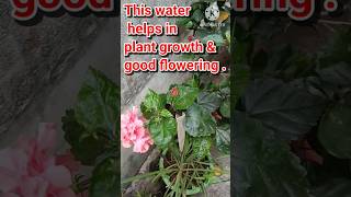 This hacks you must know | Best fertilizer for flower plants | fertilizer for plant growth |#garden