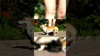 dog trick -  你好 [nǐhāo] #dogtricks #corgitricks