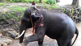 Elephant takes bath and brush teeth