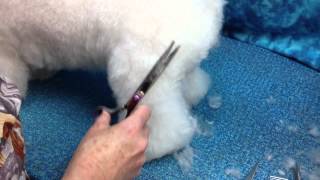 Scissoring the Bichon Rear - Bichon Buns