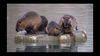 Звук животного Нутрия. Animal sound: Nutria