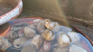 Wasserstelle für Bienen mit Zucker - Water for bees with sugar