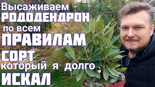 Посадка РОДОДЕНДРОНОВ + ГОРТЕНЗИЯ 💐 будет очень КРАСИВЫЙ ЦВЕТНИК 💐 РАБОТЫ в саду ПРОДОЛЖАЮТСЯ