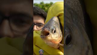 😱😱 Pirana Fish Experiment #experiment #shorts #ytshorts #shortsfeed #viralshorts