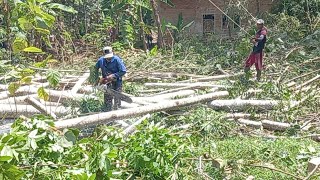 Skill Tinggi Pemotongan Kayu Tidak Merusak Rumah Warga