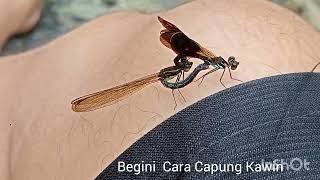 Capung Kawin