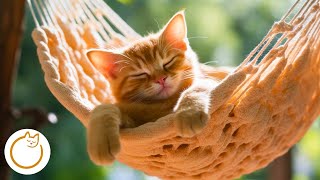 Magic Music for Cats 🪄 Calm Anxiety Instantly 🐱💤