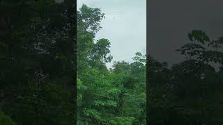 Forest | Birds Singing | Nature Enthusiast | #shorts #asmr #oddlysatisfying