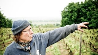 Vini Naturali e terroir, un legame inscindibile