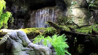 Waterfall and water turtles with meditation music. Take a short break. Peaceful, relaxing, calm