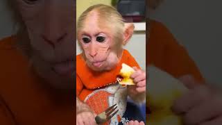 Bibi enjoys the dumplings he made #babymonkey #funny #monkey #cute #monkeybibi #shorts