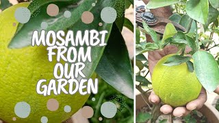 I Grew Mosambi / Sweet Lime in our Garden