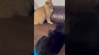 Cats playing like dogs