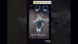 ♥️حلات واتس ♥️😄موزتي حقها تدلع وكمان تعمل الي يعجبها