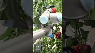 Fruit harvesting robots - Modern technology in agriculture