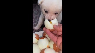 🎉 Bienvenue sur notre chaîne dédiée aux moments les plus hilarants et attendrissants des animaux ! 🐾