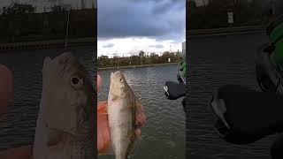 Neue ROLLE einweihen am Kanal! 😂 || Pantoffel angelt #shorts #fishingvideo #fishing