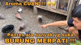 KAGET ‼️BURUNG MERPATI BISA SAMPE RATUSAN JUTA ⁉️ TERNYATA INI YANG BIKIN ORANG PADA SUKAA...