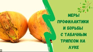 Меры профилактики и борьбы с табачным трипсом на луке