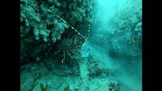 Dive Guernsey - Haute Boues by Brade - 22-7-20