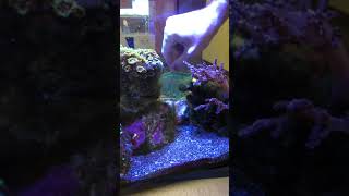 Fluval EVO 13.5 saltwater fish tank cleaning of algae