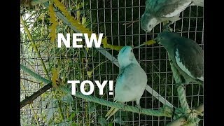 Building a new playground for my cockatiels