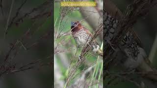 Scaly-Breasted Munia | #indianwildlife #indianbirds #nature #feeding #birdwatching #bird #wildlife