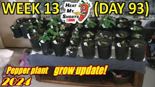 🌶️My Hot Pepper Grow! Week 13 (Day 93) update. Just a couple of plants... 🌱🤣👌