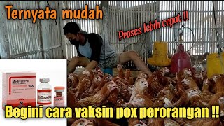 Vaksin medivac pox ayam petelur