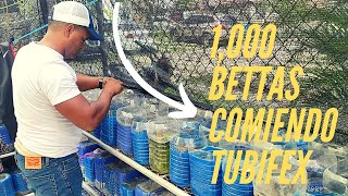 💪1,000 BETTAS Alimentados con Tubifex #MaratonHablemosdebettas