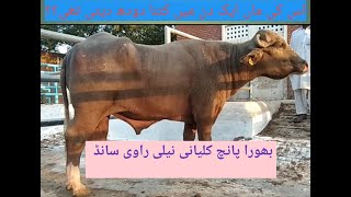 Bhura Panj kalani bull QB-1213 | SPU Qadirabad