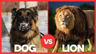 Dog vs Lion