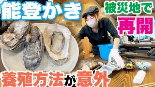 【石川・能登応援】人気の牡蠣小屋 営業再開　かき漁師YouTuberから意外な養殖方法学ぶ　七尾市中島町Oyster Hut in Noto: Reopening after earthquake