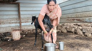 Amazing standing back side goat milking 😍 so fanny video 😂