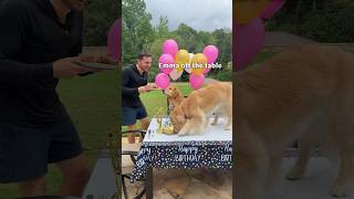 My dog's birthday surprise!