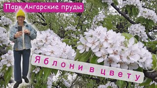 Зацвели яблони в Парке Ангарские Пруды. Красота сказочная.