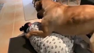 Big Boerboel Scares Her Mumma  Best Memories #boerboel #trending