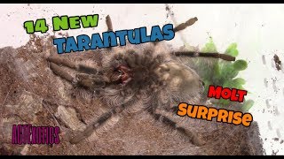 14 New Tarantulas & Time Lapes Molt Surprise