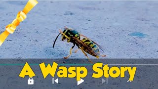 A WASP STORY