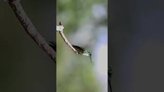 hummingbird video part 2