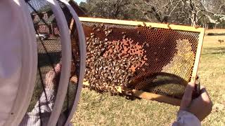 Bees Feeding and Eating: How Do They Do It?