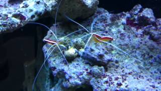 Orange Spot Nassarius Snails Eating Hermit Crab